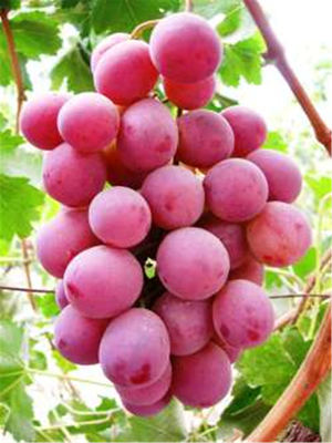 精选葡萄