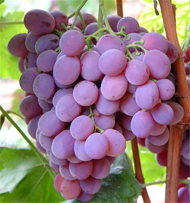 精选葡萄1