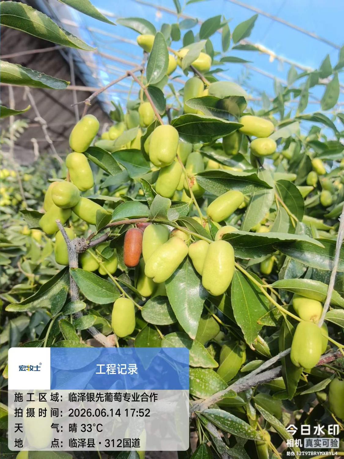 银先大枣6.jpg
