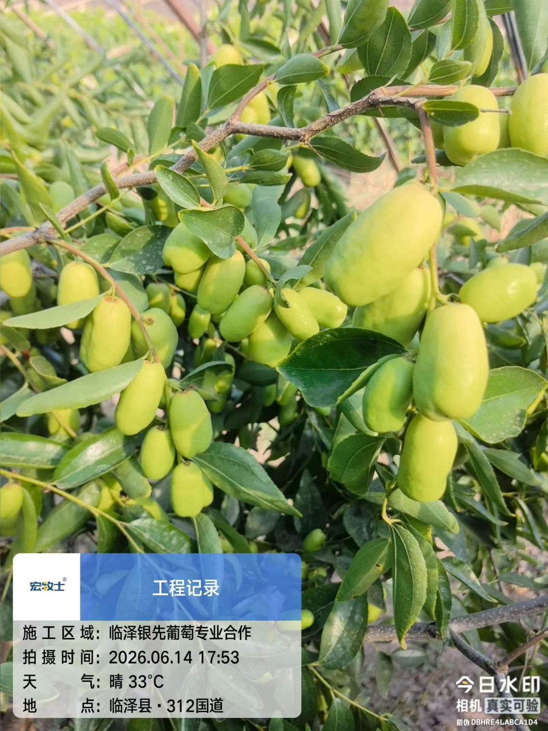 银先大枣4.jpg