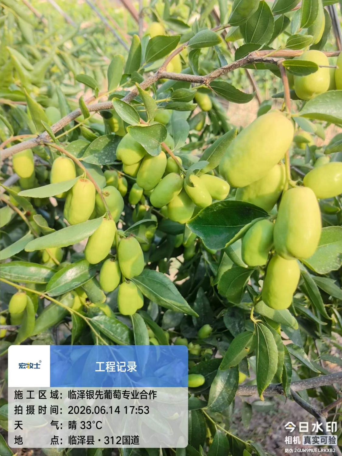 银先大枣1.jpg