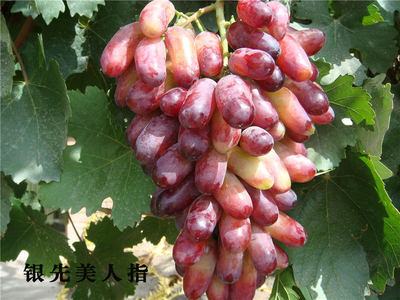 精选葡萄