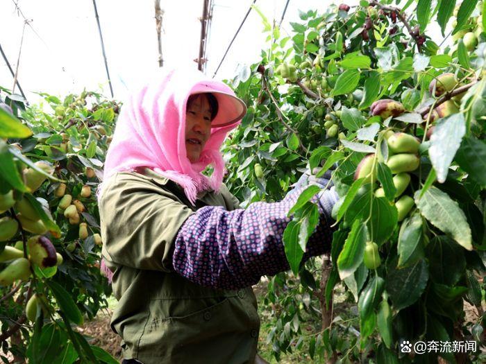 1-临泽“银先脆枣”抢鲜上市 特色林果产业赋能乡村振兴.jpg