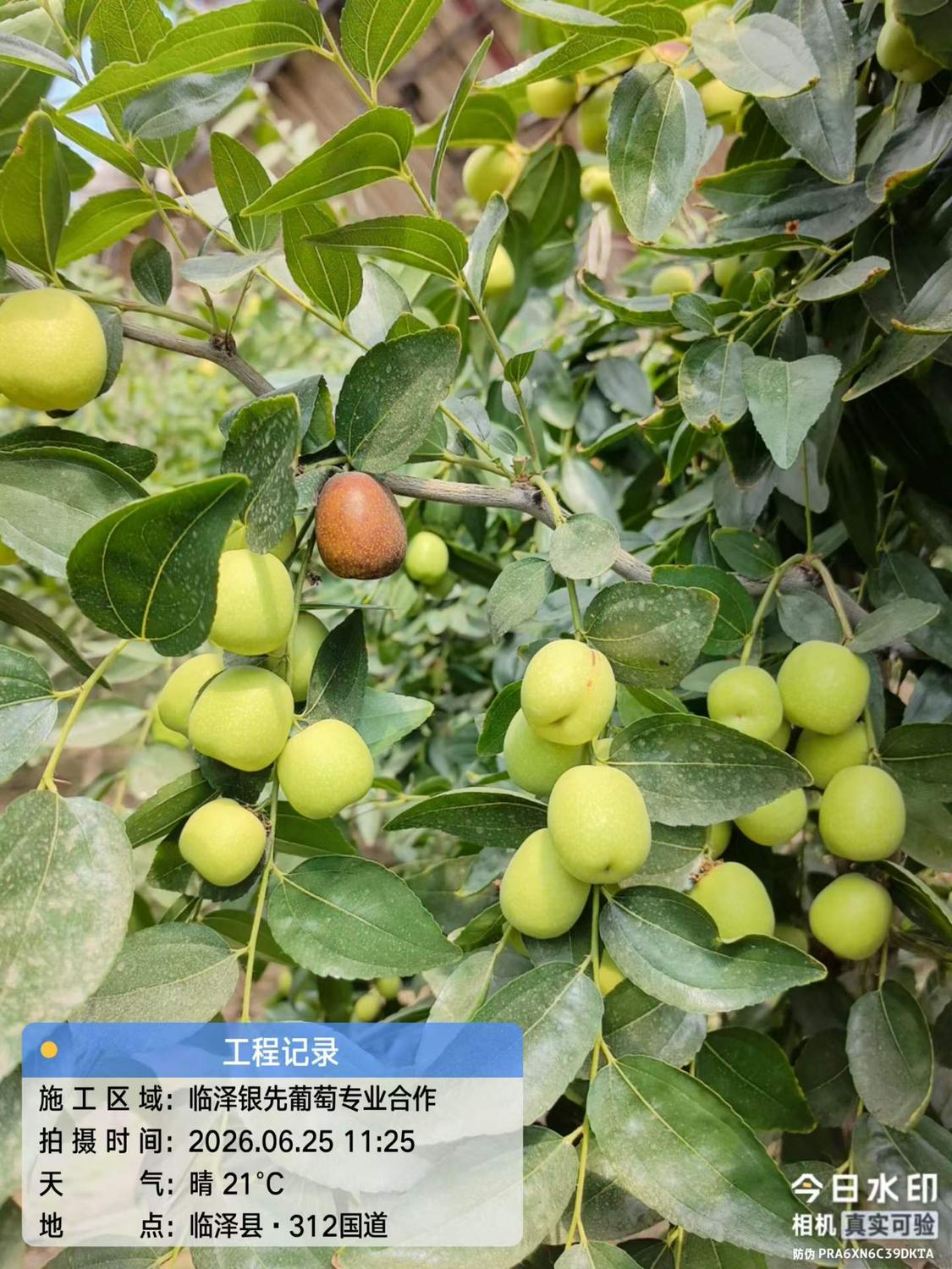 银先大枣子4.jpg