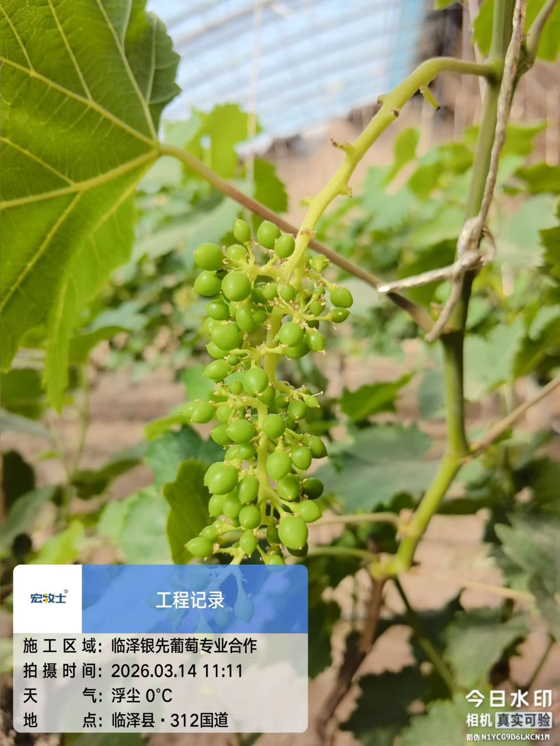 临泽银先葡萄专业合作社：春日葡萄长势喜人，孕育丰收希望.jpg
